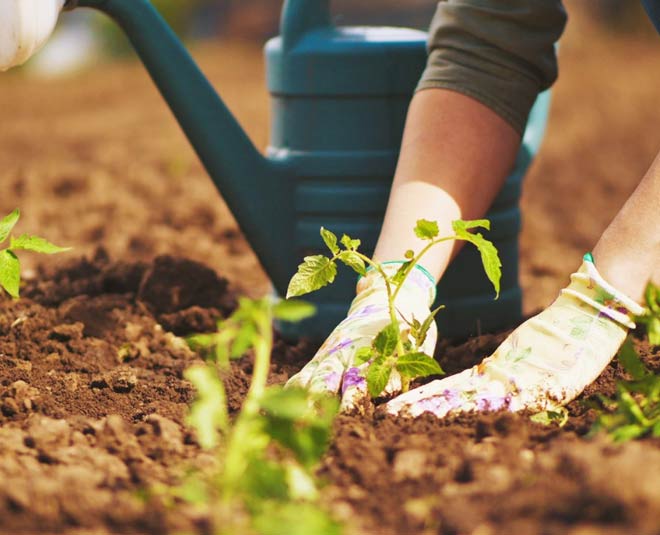 keep in mind while doing gardening for first time inside 