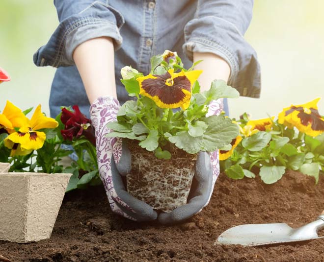 Things To Keep In Mind While Doing Gardening For First Time In Hindi