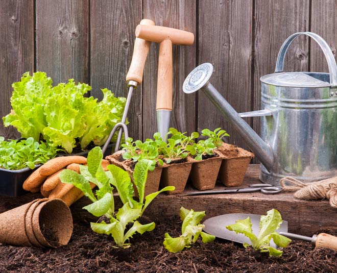 keep mind while gardening for first time inside 