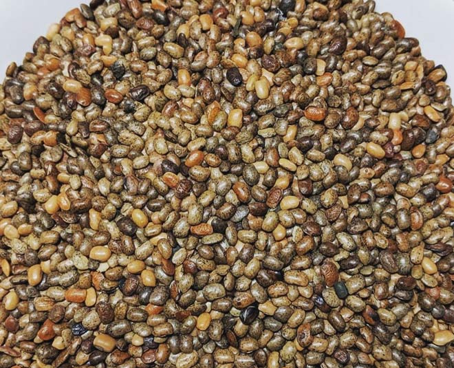 horse-gram-benefits-know-health-and-skin-care-benefits-of-kulith