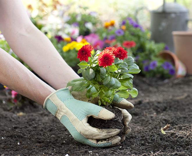 mind while doing gardening for first time inside 