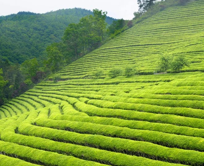 tourist places in dibrugarh assam tea city inside 