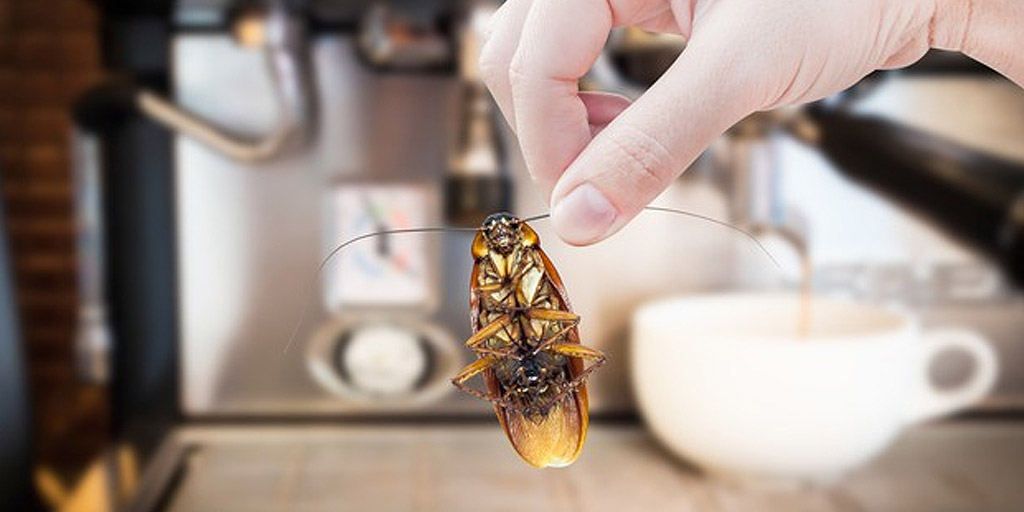 Easy-Peasy Home Remedies To Get Rid Of Cockroaches From The Refrigerator