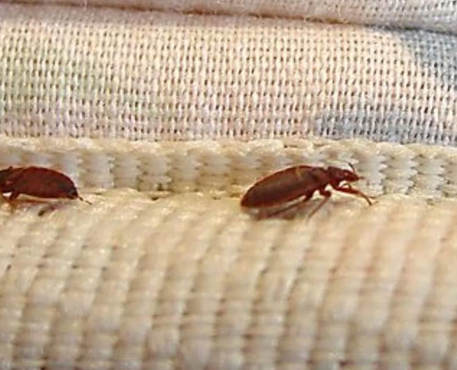 bed bug home remedies inside