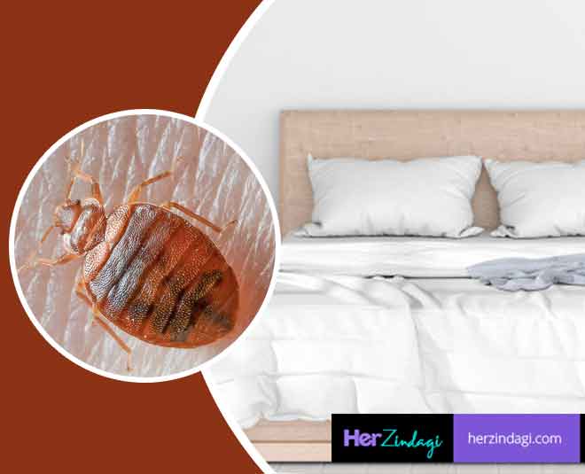 bed bugs khatmal home remedies main