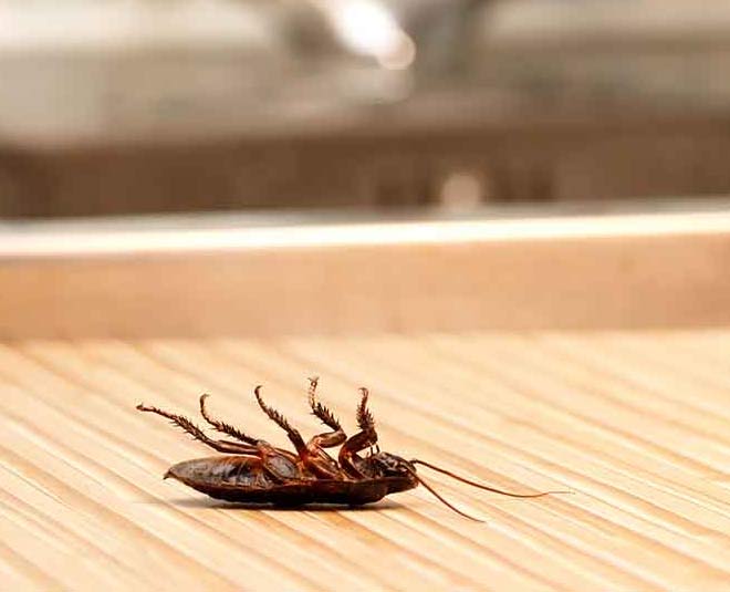 how-to-stop-cockroach-infestation-at-home-with-easy-tips-how-to-stop