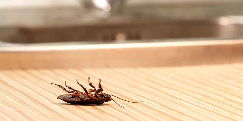 How To Stop Cockroach Infestation At Home With Easy Tips घर में कॉकरोच बढ़ने से ऐसे रोकें ये