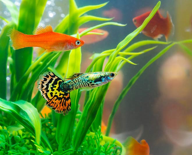 eye soothing things partner ()