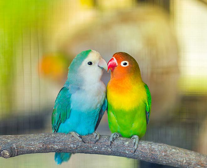 eye soothing things partner ()