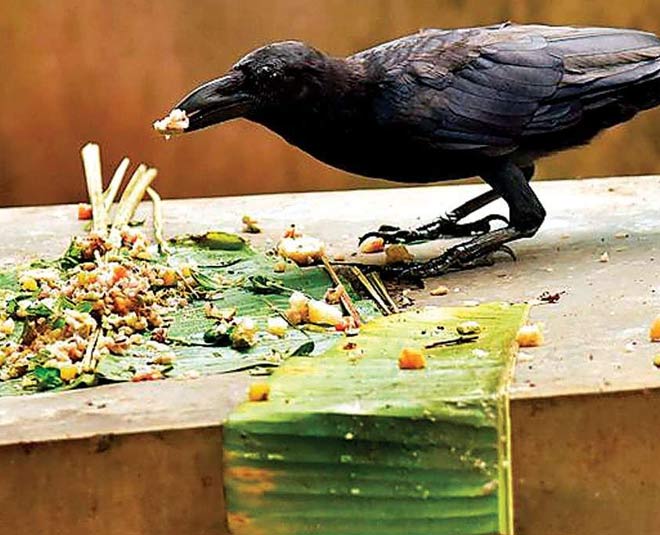 feed crow during pitru paksha inside 