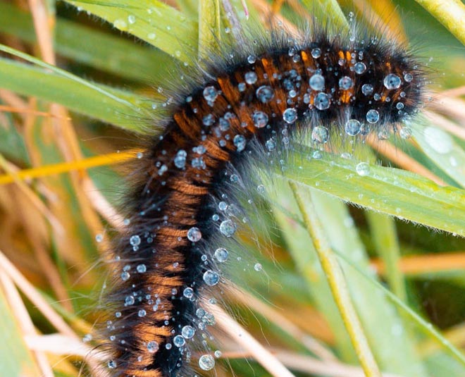 homemade remedies to protect your plants