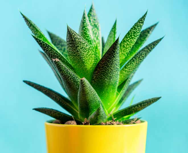 how  to  grow  aloe  vera  plant  at  home indoor