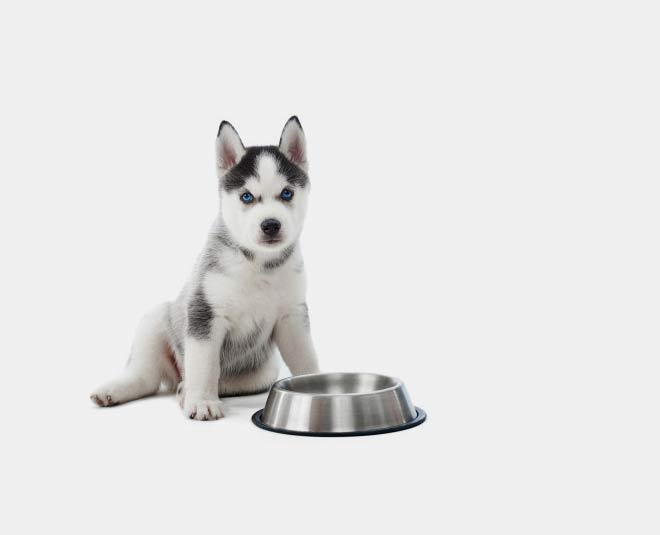 how to keep dogs healthy 