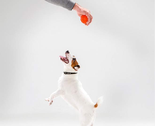 how to keep dogs healthy 