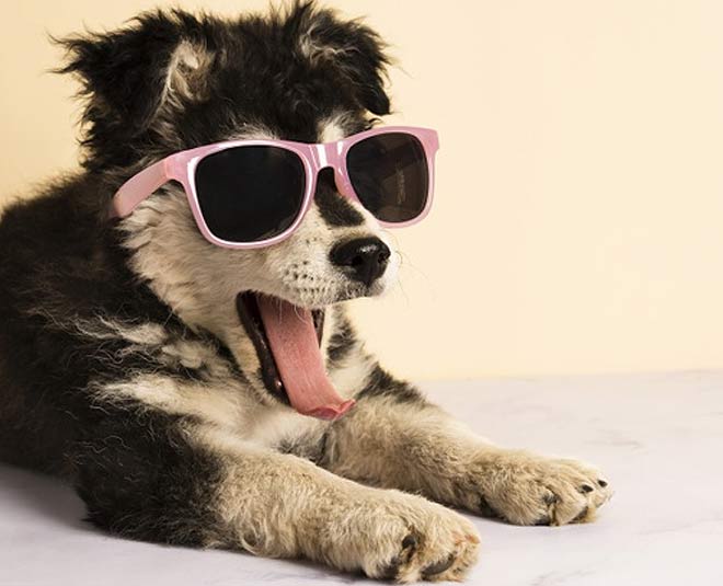 how to keep dogs healthy 