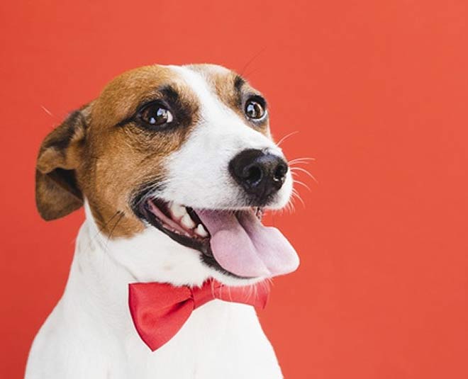 how to keep dogs healthy 