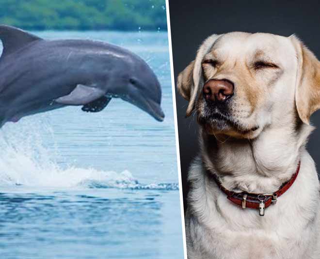 Know About Top 5 Most Intelligent Animals On Earth In Hindi | know about top 5 most intelligent animals on earth | HerZindagi Know About Top 5 Most Intelligent Animals On Earth In Hindi | know about top 5 most intelligent animals on earth | HerZindagi