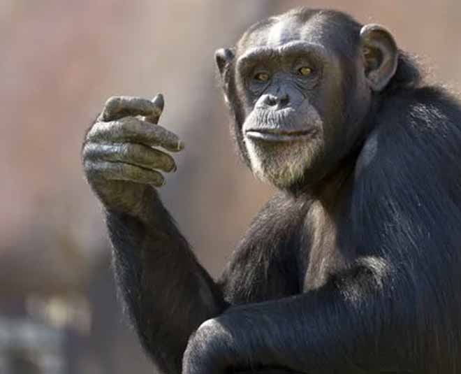 know about top most intelligent animals on earth inside