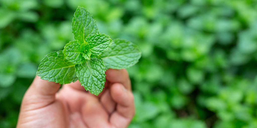 Consuming Pudina Or Mint Everyday Can Be Extremely Beneficial For Your  Health | HerZindagi