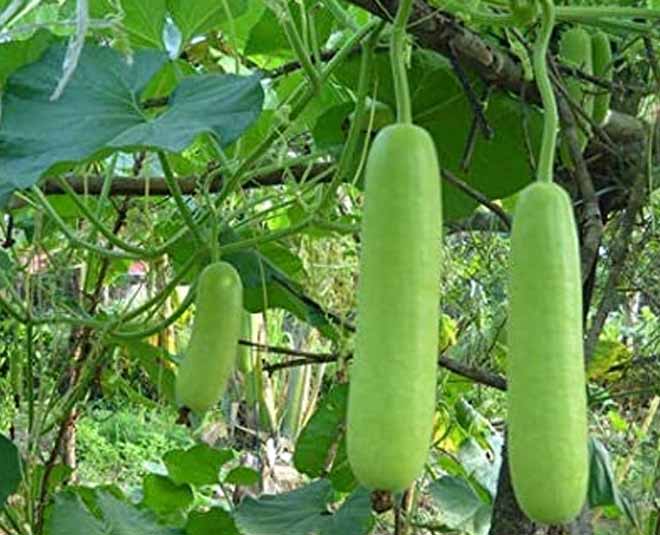 monsoon diet know what to fruits and vegetables eat inside