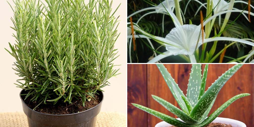 Bring Home These Plants For Positive Energy
