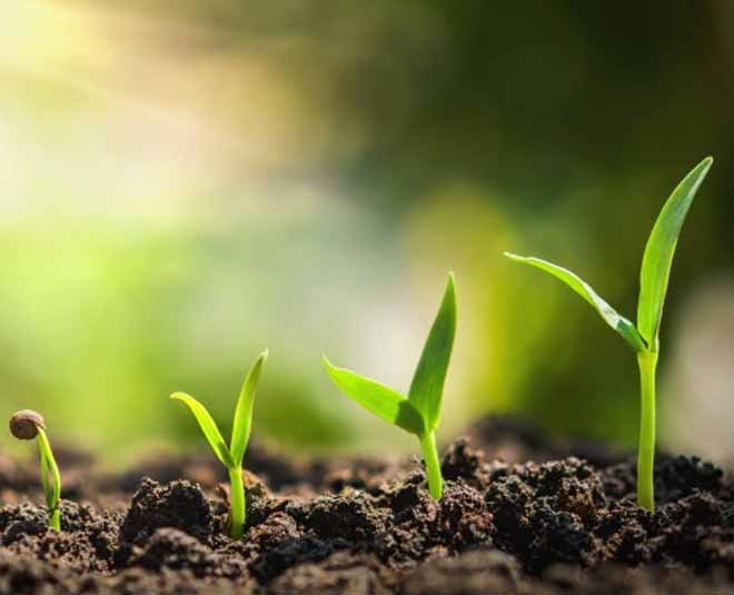 turmeric for plants ()