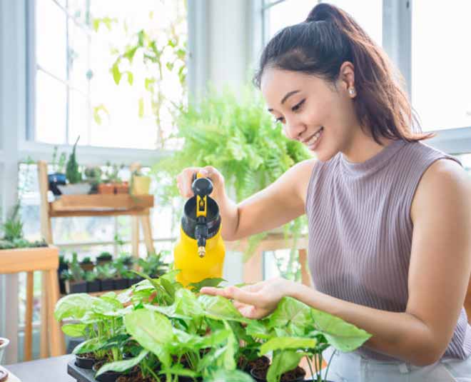 turmeric for plants ()