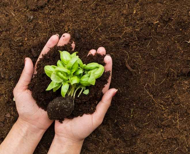 turmeric for plants ()