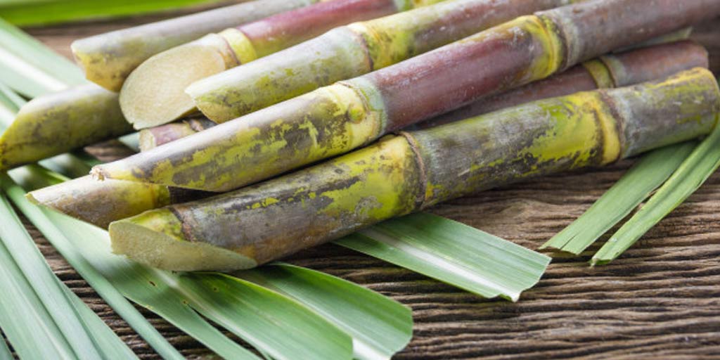 eat-sugarcane-daily-for-these-5-health-benefits