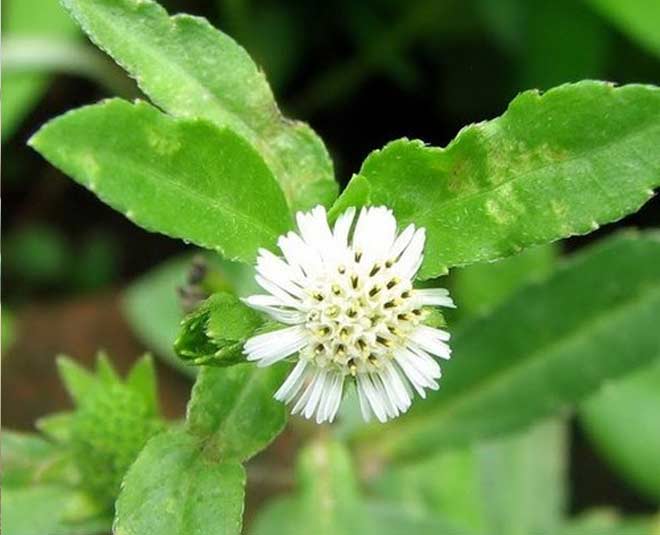 about bhringraj health benefits inside 