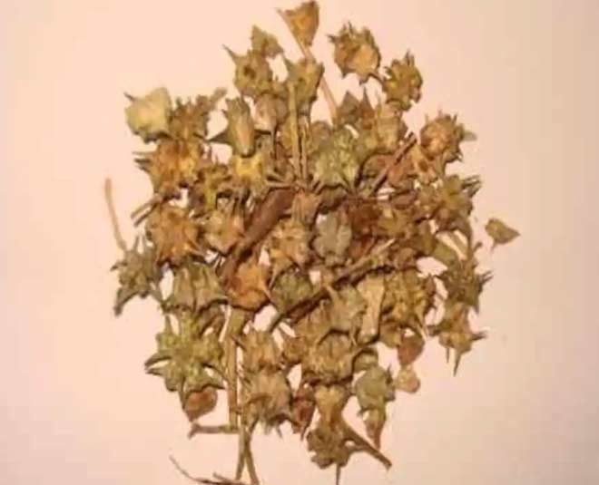about health benefits of gokhru plant inside 
