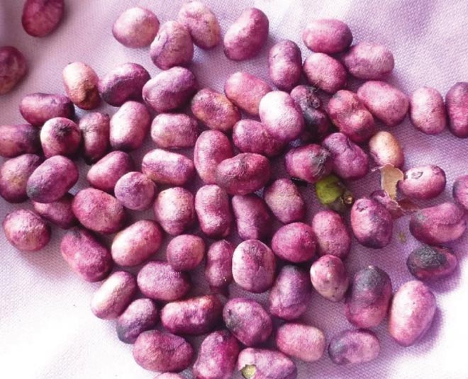 about jamun seeds benefits inside 