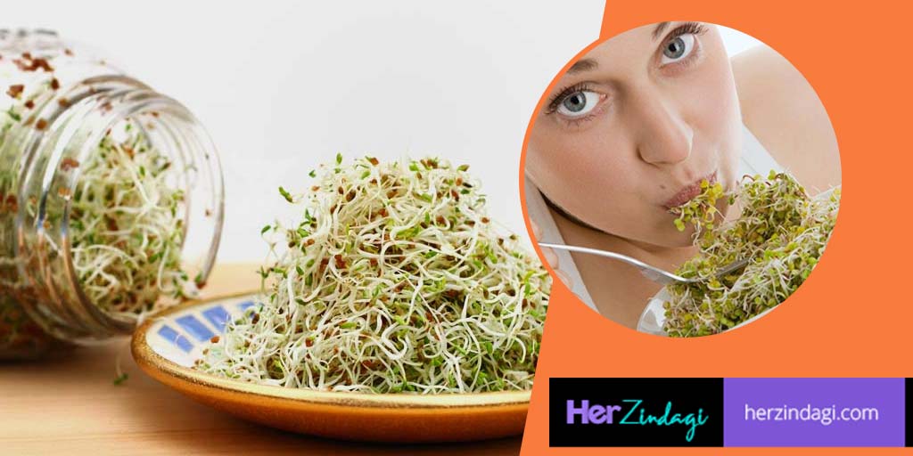 Alfalfa Health Benefits In Hindiसेहत के लिए बेहद ही फायदेमंद है