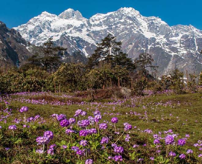 all about yumthang valley inside 