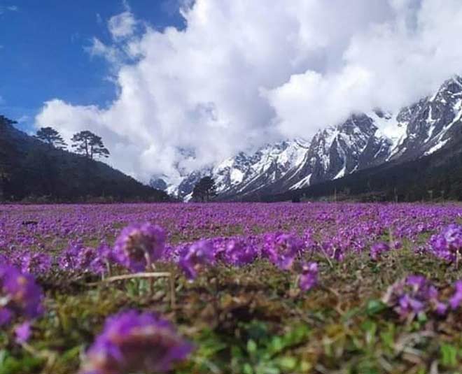 all about yumthang valley inside 