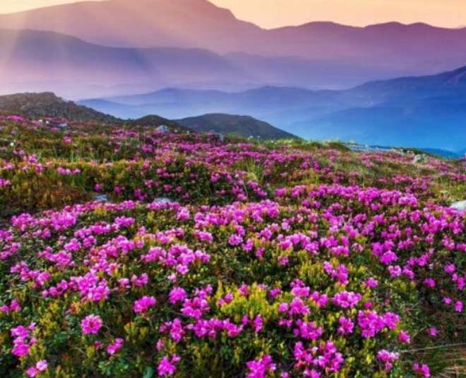 all about yumthang valley inside 