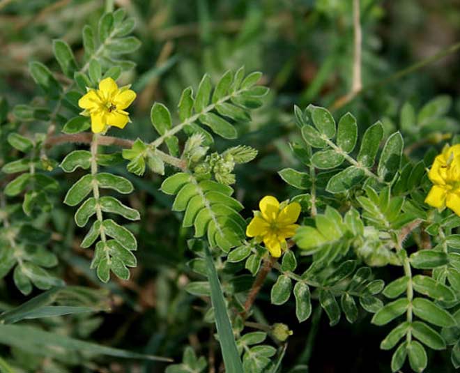benefits of gokhru plant inside 