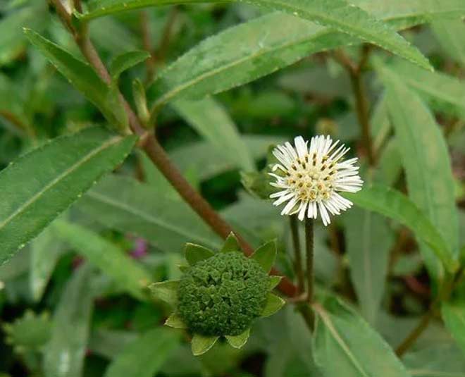 bhringraj health benefits inside 