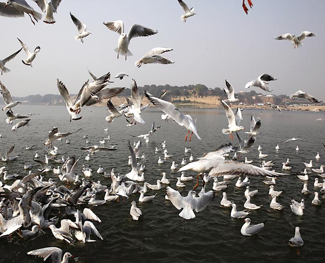 bird centuary in allahbad