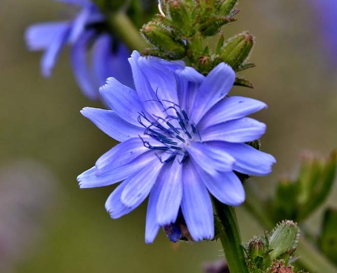 chicory health benefits inside 
