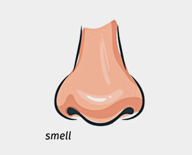 four senses nose inside 