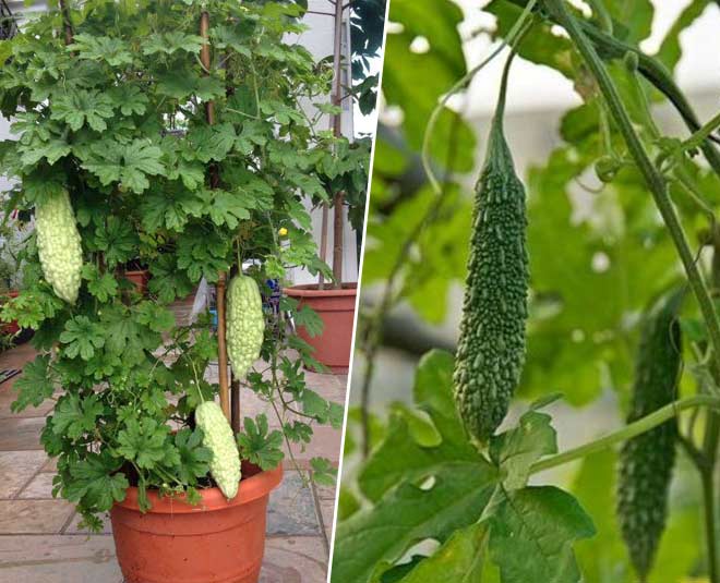 how-to-grow-bitter-gourd-plant-in-pot-in-hindi-how-to-grow-bitter