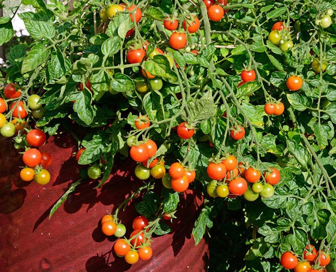 grow  cherry tomatoes in pots inside 