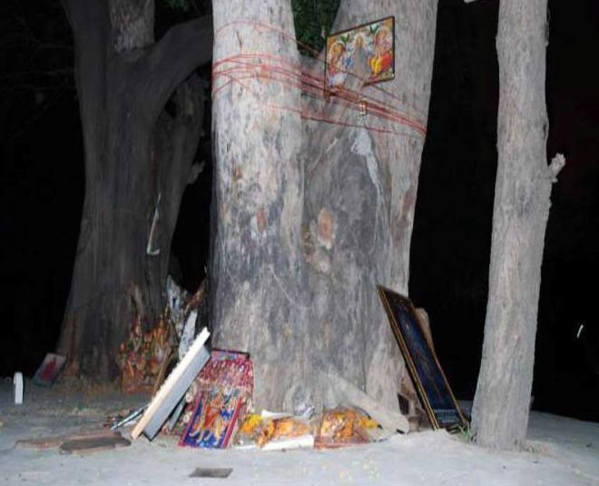 haunted places in madhya pradesh pipal tree inside 