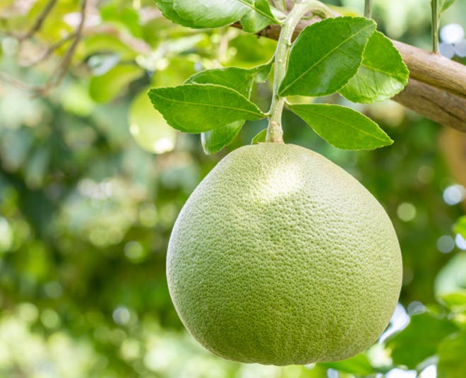 health benefits chakotra