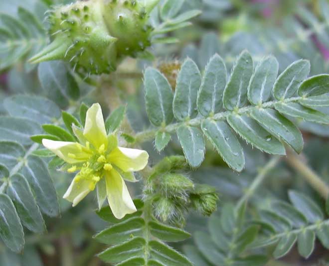 health benefits of gokhru plant inside 