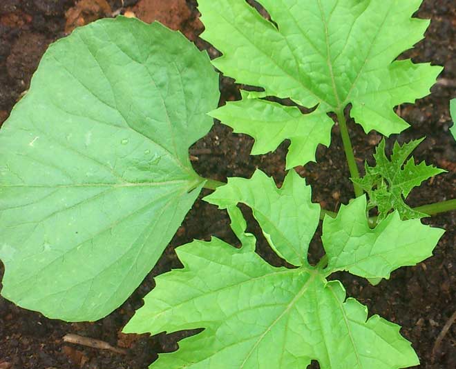 how to grow bitter gourd plant in pot inside 
