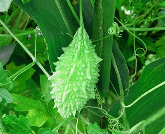 how to grow bitter gourd plant in pot inside 