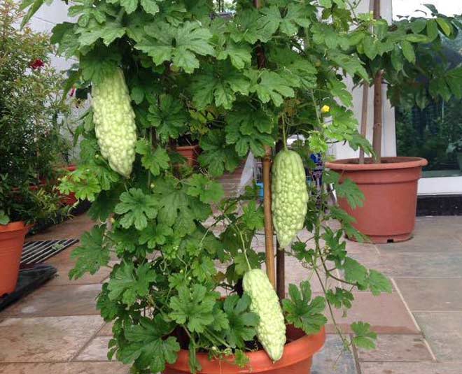 how to grow bitter gourd plant in pot inside 