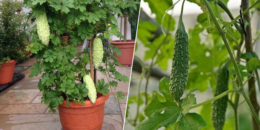 how-to-grow-bitter-gourd-plant-in-pot-in-hindi-garden-tip